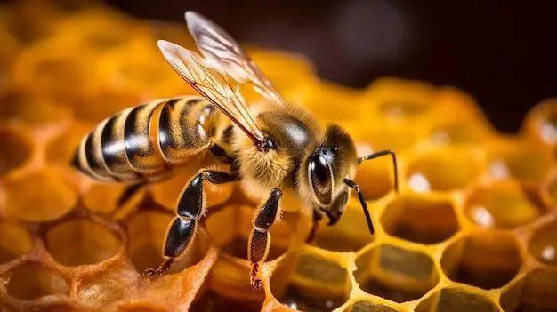 Abejas y colmenas